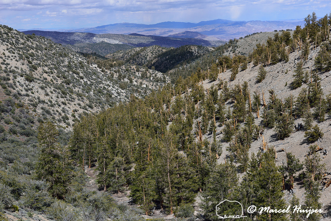 Great Basin bristlecone pine (Pinus longaeva) forest, White Mountains, California, USA