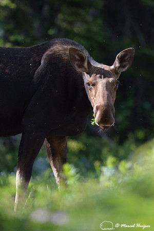 Moose (Alces alces), on ridge south of Teton Pass, Wyoming, USA