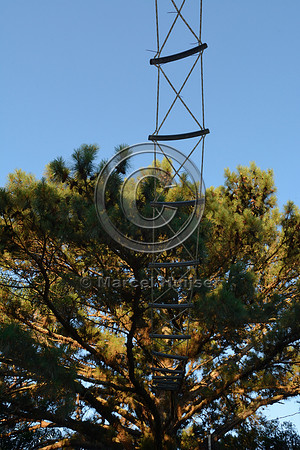 Canopy crossing for brown howler monkeys (Alouatta guariba clamitans), near Porto Alegre, Rio Grande do Sul, Brazil