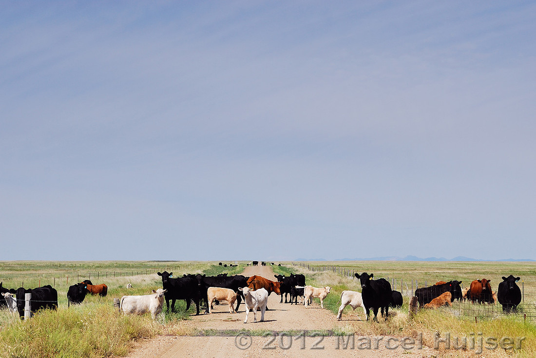 Cattle blocking dirt road, Montana, USA