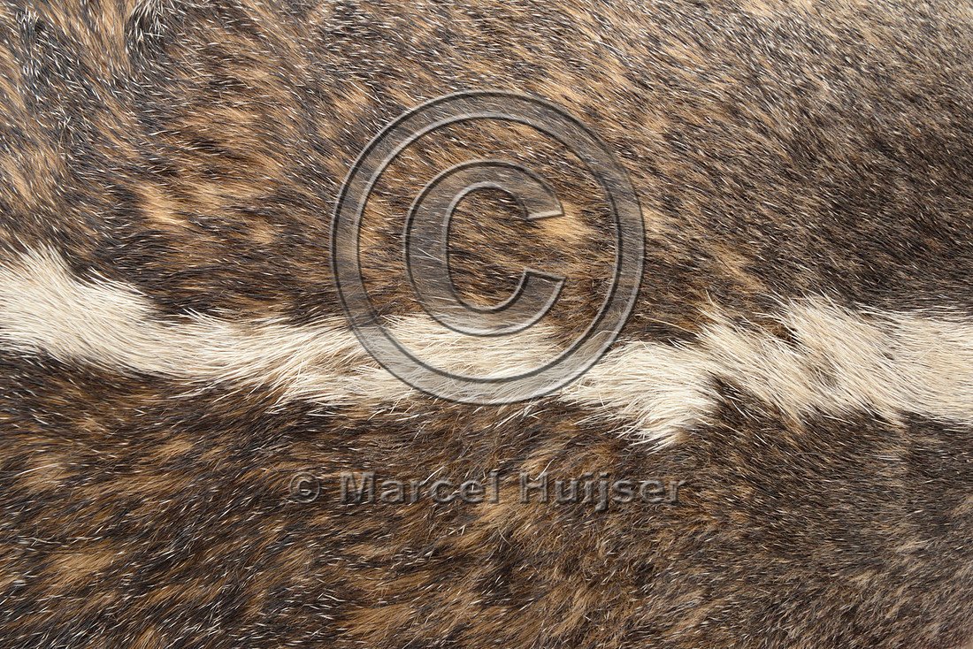 White stripe on head and neck of roadkilled American badger (Taxidea taxus), Montana, USA