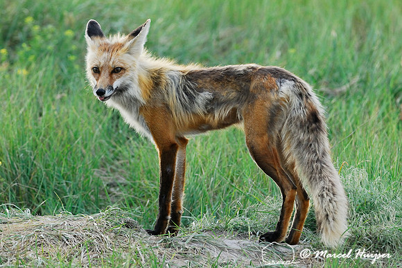 Red fox (Vulpes vulpes) returning to the den with prey (columbian ground squirrel), Montana, USA