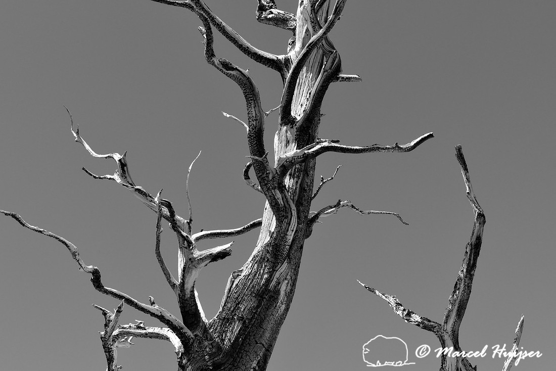 Great Basin bristlecone pine (Pinus longaeva) forest, White Mountains, California, USA