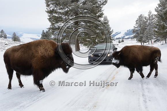 Bison (Bison bison) on the road, Wyoming, USA