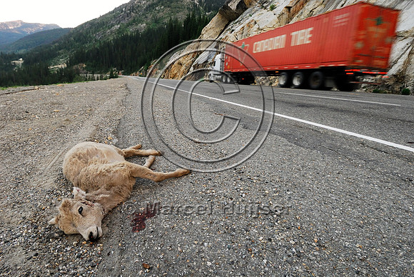 Bighorn sheep (Ovis canadensis) lamb roadkill after licking roadsalt on road shoulder, British Columbia, Canada