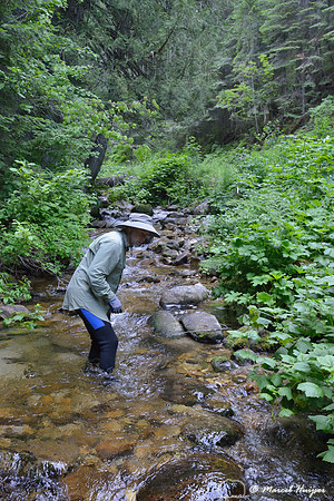 Marcel Huijser looks for salamanders in a creek, Lochsa drainage, Idaho, USA