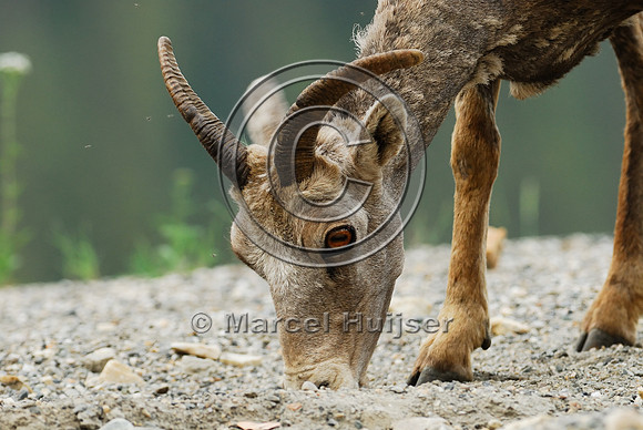 Bighorn sheep (Ovis canadensis) ewe licking roadsalt on road shoulder, British Columbia, Canada