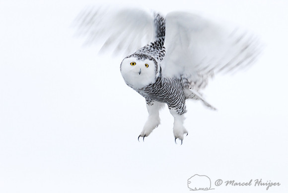 Snowy Owl (Bubo scandiacus), Montana, USA