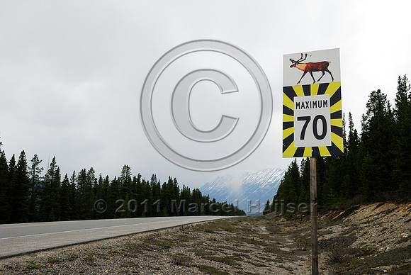Caribou (Rangifer tarandus) warning sign and maximum speed limit 70 km/h, AB
