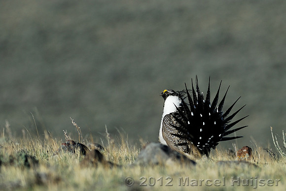 Male sage grouse (Centrocercus urophasianus) in a lek and displaying, near Bannack, Montana, USA