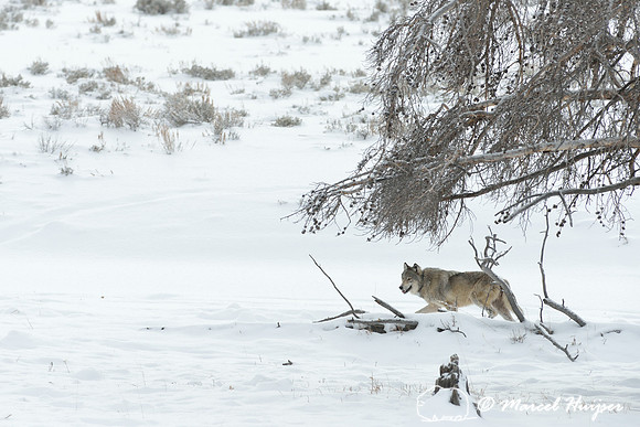 Wolf (Canis lupus), Wyoming, USA