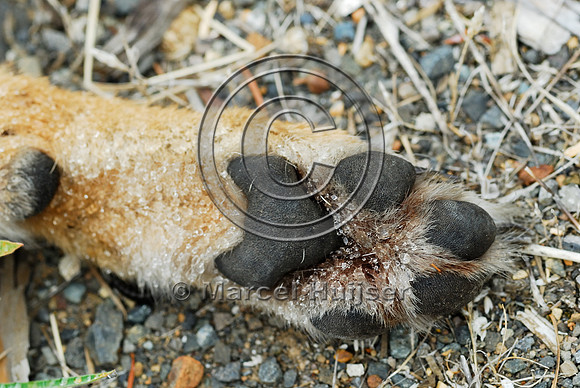 Coyote (Canis latrans) roadkill, WA