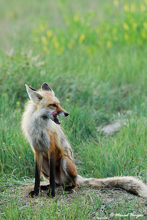 Red fox (Vulpes vulpes) adult at the den, Montana, USA