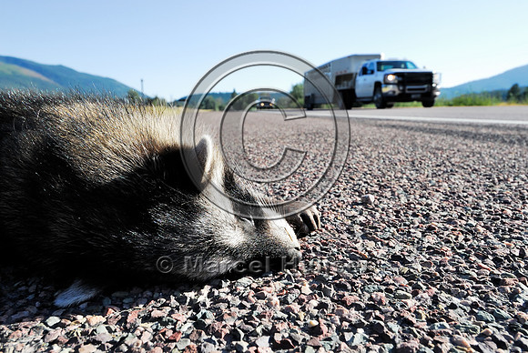 Raccoon (Procyon lotor) roadkill, Montana, USA