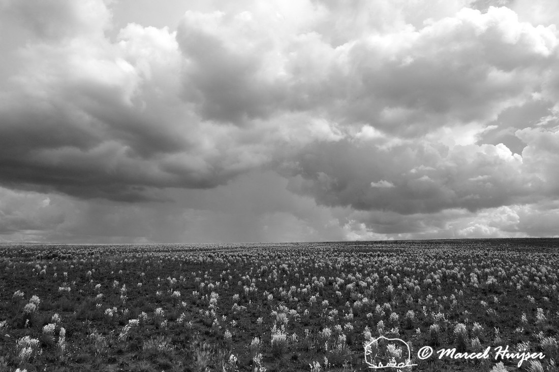 Flowering grasses and dramatic sky, Parque Nacional da Serra da Canastra, Minas Gerais, Brazil
