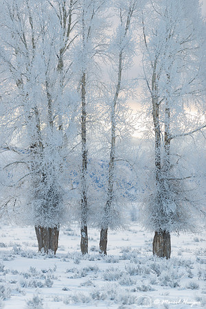 Cottonwood trees in ice fog, Wyoming