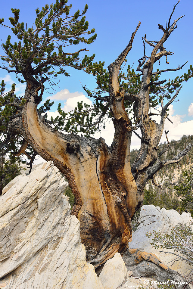 Great Basin bristlecone pine (Pinus longaeva) forest, White Mountains, California, USA