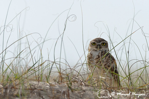 Burrowing owl (Athene cunicularia) in sand dunes, Lagoa do Peixe, Rio Grande do Sul, Brazil