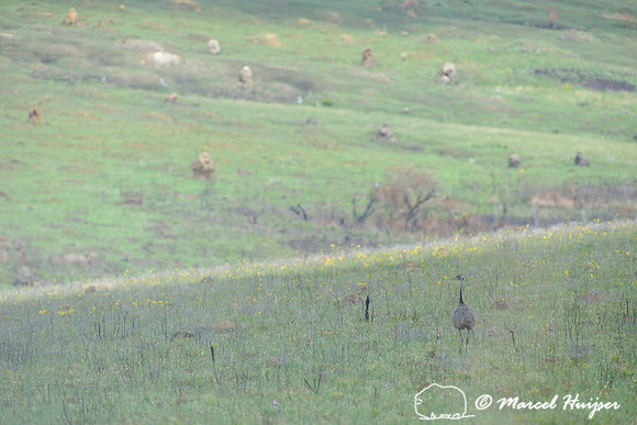 Greater rhea (Rhea americana), Parque Nacional da Serra da Canastra, Minas Gerais, Brazil (near threatened, IUCN 2014)