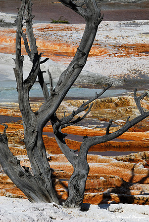 Dead tree at Mammoth Hot Springs, Wyoming, USA