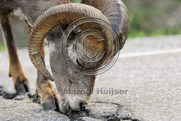 Bighorn sheep (Ovis canadensis) ram licking roadsalt, British Columbia, Canada
