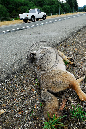 Coyote (Canis latrans) roadkill, WA