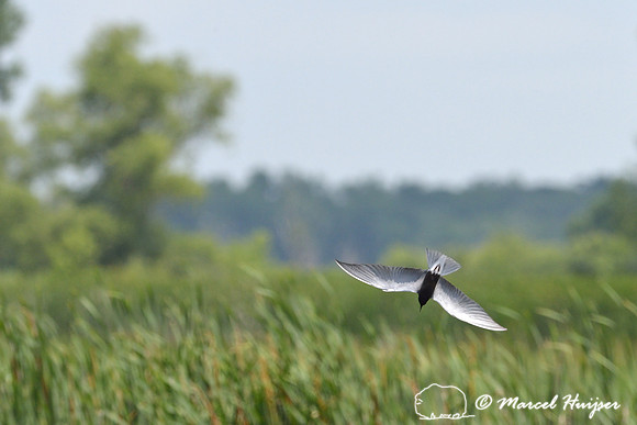 Black tern (Chlidonias niger) diving, Horicon Marsh, Wisconsin, USA