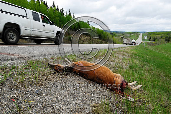 White-tailed deer (Odocoileus virginianus) doe roadkill, AB