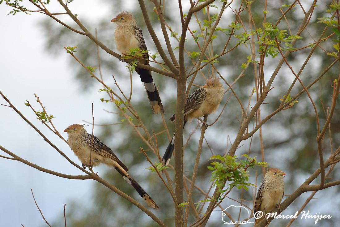 Guira cuckoo (Guira guira), near São Roque de Minas , Minas Gerais, Brazil