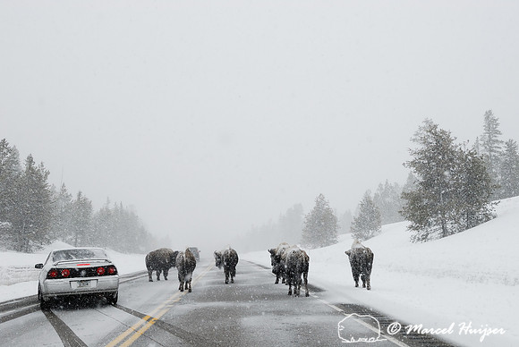 Bison (Bos bison) on road in snowstorm with traffic, MT