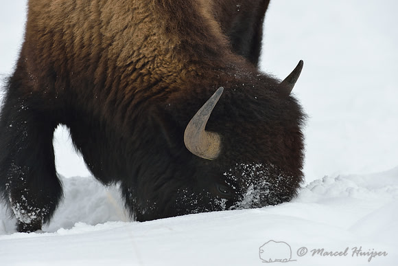 Bison (Bison bison) moving head side to side to move snow to access vegetation under the snow, Wyoming, USA