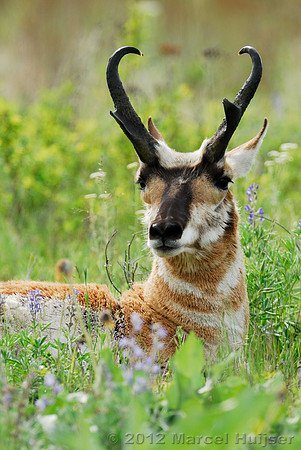 Pronghorn (Antilocapra americana) buck, Montana, USA