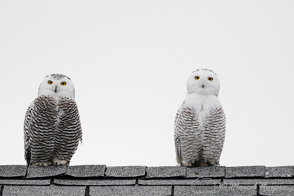Snowy Owl (Bubo scandiacus), Montana, USA