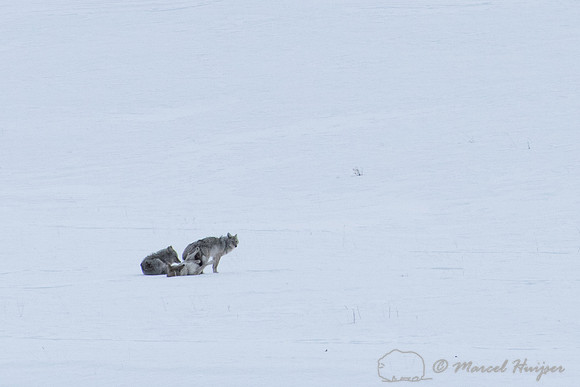 Coyotes in a copulatory tie while a third coyote looks on, Wyomi