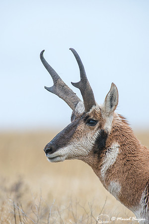 Pronghorn buck (Antilocapra americana), Montana, USA
