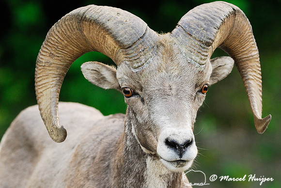Bighorn sheep (Ovis canadensis) ram, British Columbia, Canada