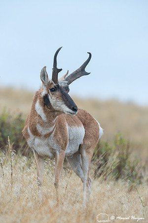 Pronghorn buck (Antilocapra americana), Montana, USA