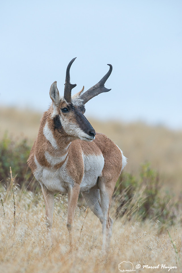 Pronghorn buck (Antilocapra americana), Montana, USA