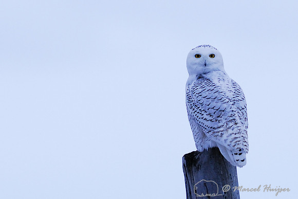 Snowy Owl (Bubo scandiacus), Montana, USA