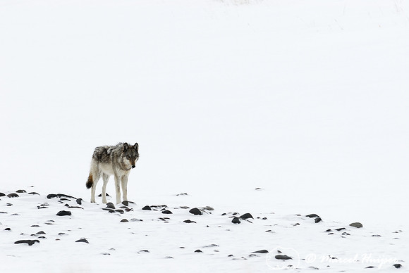 Wolf (Canis lupus), Wyoming, USA