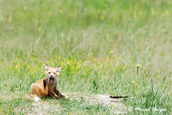 Red fox (Vulpes vulpes) kit venturing outside the den, Montana, USA