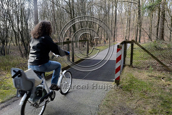 Bicyclist on wildlife guard for wild boar (Sus scrofa and moeflon (Ovis orientalis), National Park Hoge Veluwe, The Netherlands