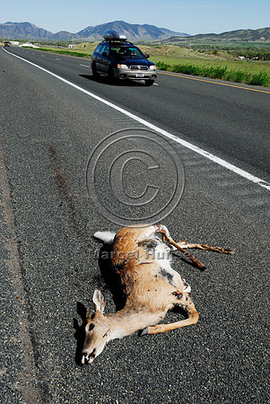 White-tailed deer buck (Odocoileus virginianus) roadkill, MT