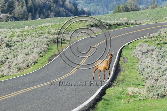 Elk (Cervus canadensis) approaching and crossing road, WY