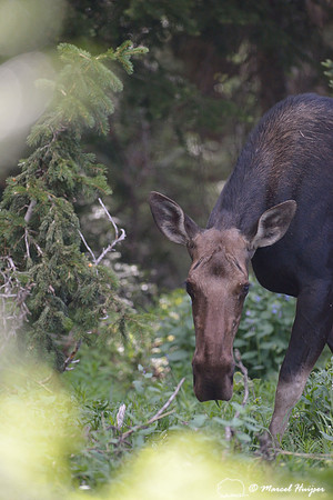 Moose (Alces alces), on ridge south of Teton Pass, Wyoming, USA