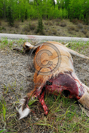 White-tailed deer (Odocoileus virginianus) doe roadkill, AB