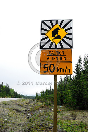 Mountain goat (Oreamnos americanus) warning sign, AB