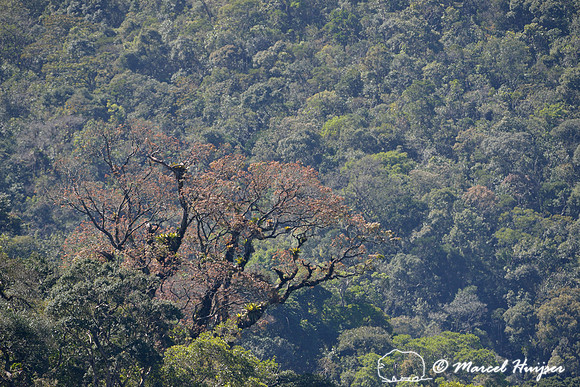 Atlantic forest, near São Francisco Xavier, São Paulo, Brazil
