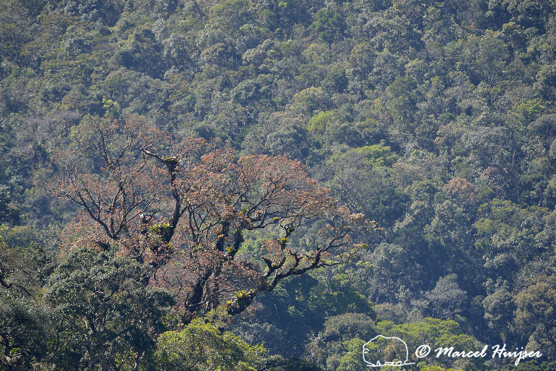 Atlantic forest, near São Francisco Xavier, São Paulo, Brazil