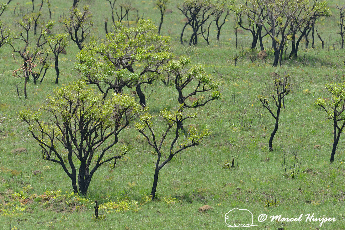 Bright green campo (pampa) vegetation (shrubs and grasses) growing back after a burn, Parque Nacional da Serra da Canastra, Minas Gerais, Brazil